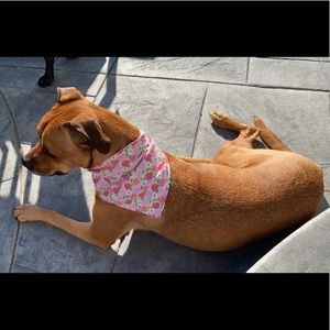 Dog bandana